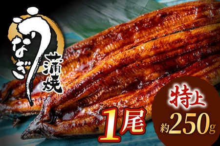 うなぎ蒲焼き 1尾セット(約250g×1尾セット) _HA1963 | うなぎ 鰻