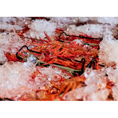 ふるさと納税 米子市 蟹屋の釜茹で紅ずわい蟹(大)500〜600g×1杯 |  | 01