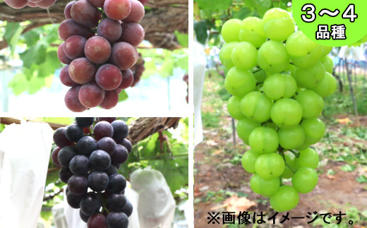 
                  古舘ぶどう園 ぶどうお楽しみ詰め合わせセット（3～4品種） 【977】
                