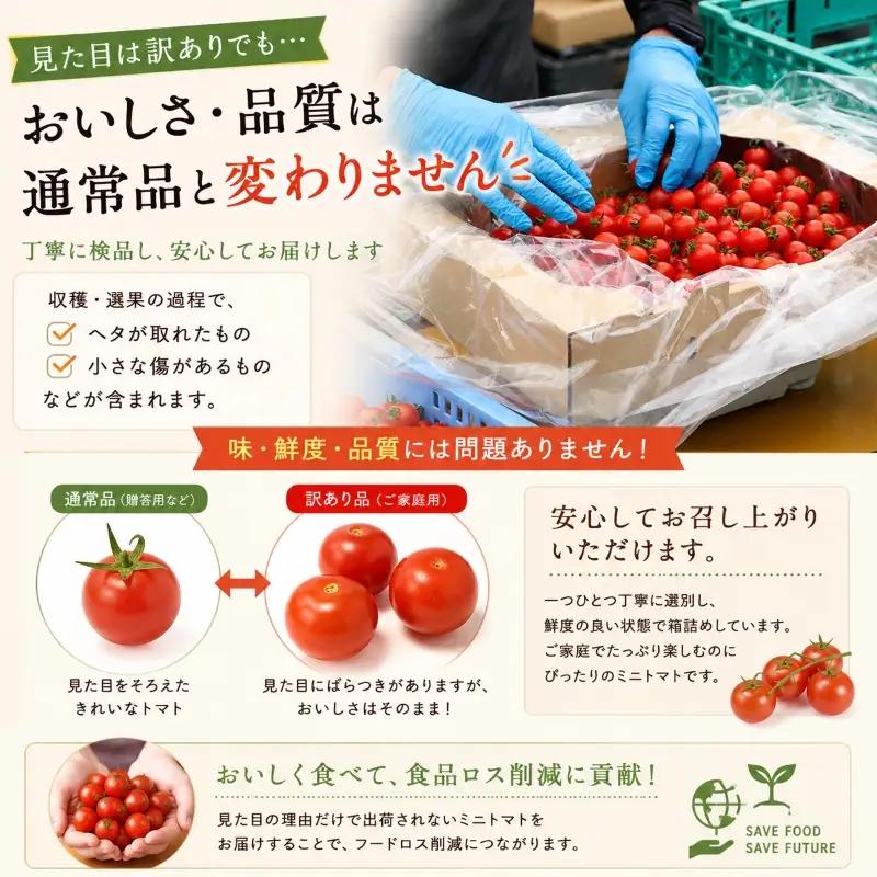 先行予約 ミニトマト 訳あり 3kg ミニトマト