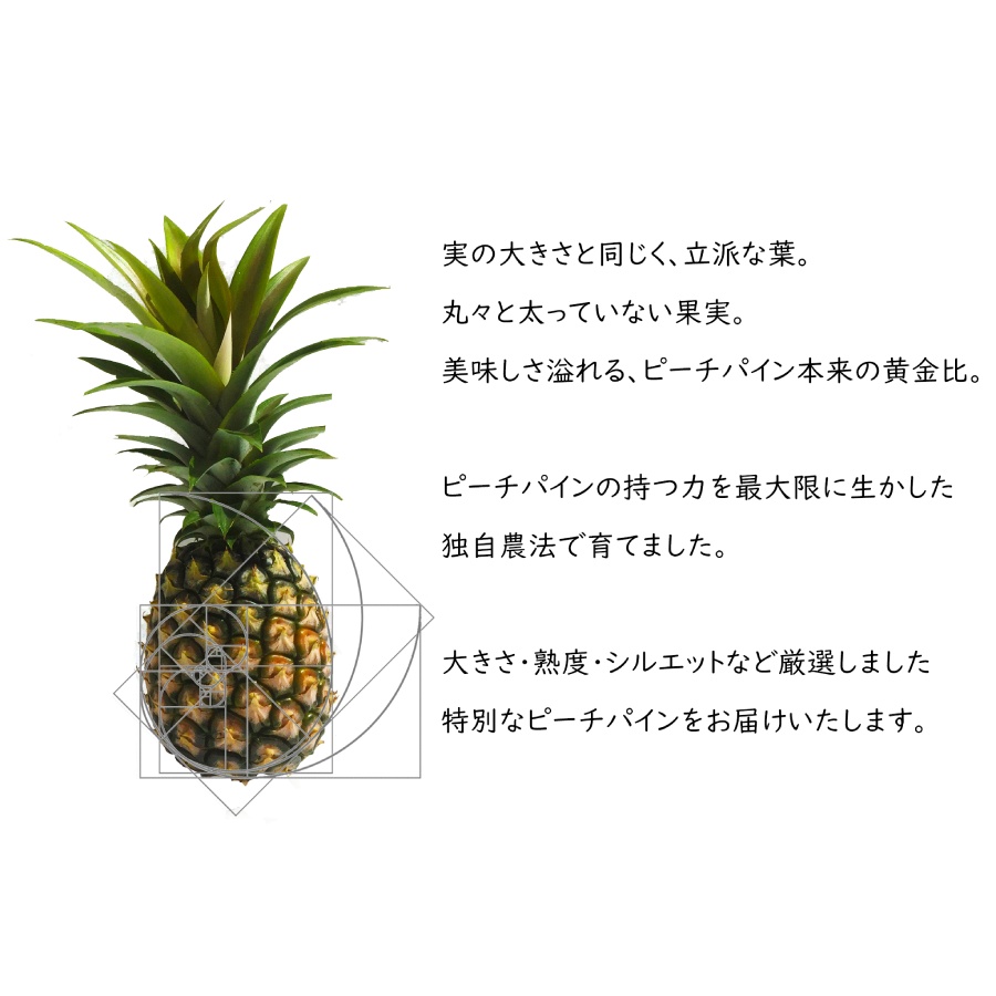 ＜農園はこすけ＞西表島ピーチパイン2.5kg（2～3玉）【エコファーマー認定】栽培期間中農薬不使用