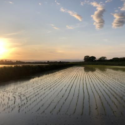 ふるさと納税 深川市 北海道産ゆめぴりか 栽培期間中農薬・化学肥料不使用 白米5kg |  | 02