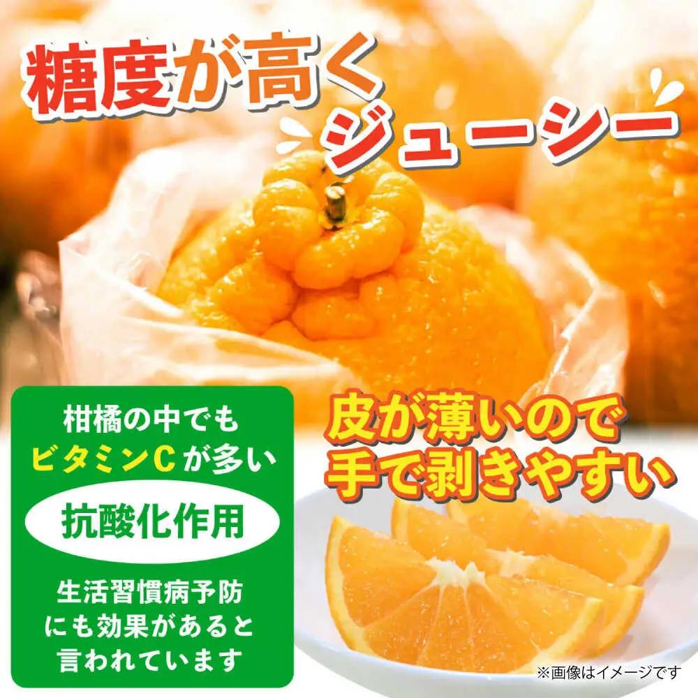 【先行予約】不知火 約3kg不知火はデコポンと同品種ZBG080
