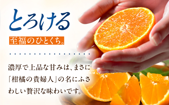 みかん 紅まどんな 約2kg【11月中旬から12月下旬まで順次発送】/ フルーツ 果物 柑橘 蜜柑 ミカン オレンジ まどんな マドンナ 紅マドンナ 砥部まどんな 愛果28号 約2kg 甘い 先行予約