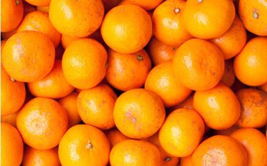 ［先行予約］家庭用 蔵出しみかん5kg+250g（傷み補償分）［2027年1月中旬から2027年2月末日頃、順次発送予定］［IKE242］