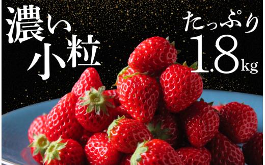 【2～5月発送】 いちご 小粒いちご 約1.8kg 紅ほっぺ こだわり いちご 大容量 イチゴ strawberry 苺 新鮮 朝摘み 朝採り 産直 産地直送 安心安全 ichigo itigo いちご 苺 果物 フルーツ くだもの ギフト プレゼント 贈物 贈答 ケーキ ふるさと納税 ふるさと納税苺 いちご 静岡県 南伊豆町 南伊豆ファーム　<BD-15>