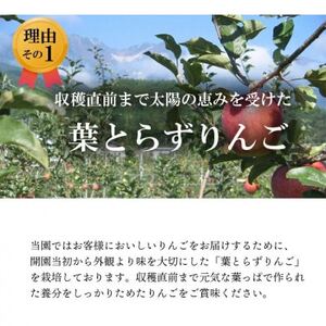 【南信州あじさい農園】葉とらずりんご(グラニースミス)約15kg【1593255】