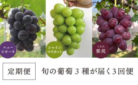 【2026年先行予約】気になる葡萄を試したい！ピオーネ・シャインマスカット・紫苑の3回便(定期便)(岡山県産)【KF-T057-01】