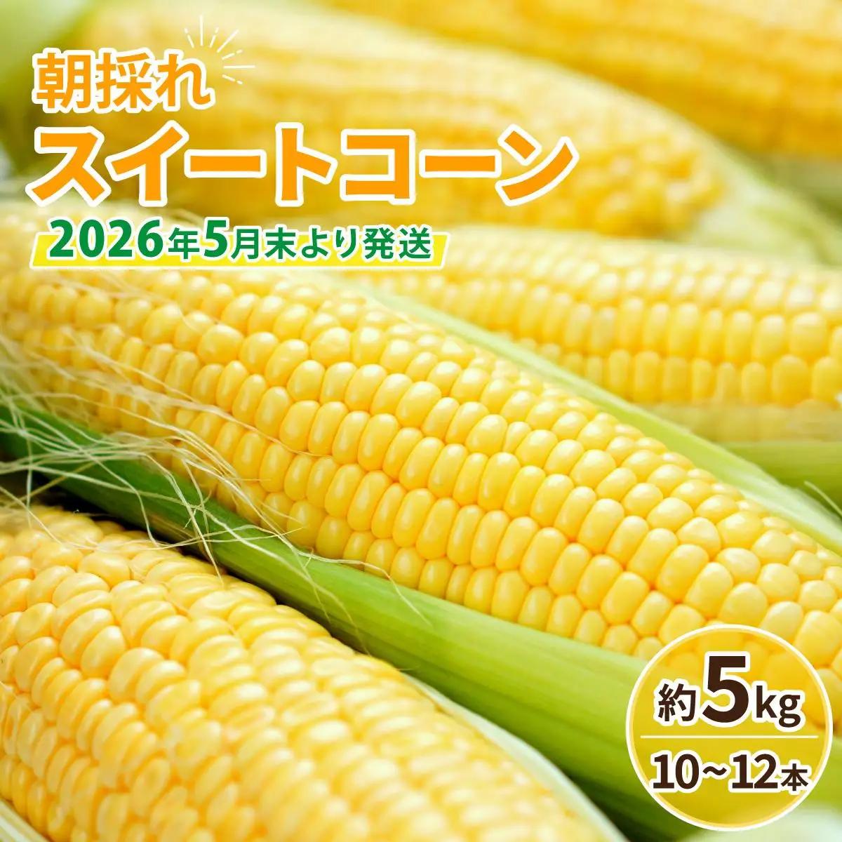 【先行予約】朝採れ スイートコーン 約5kg（10～12本入り）2026年5月末より発送