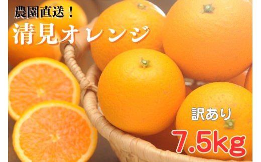 清見オレンジ【訳あり】7.5kg 和歌山県海南市の清見オレンジ  和歌山 海南市  果物 みかん 柑橘 人気 甘い おいしい フルーツ