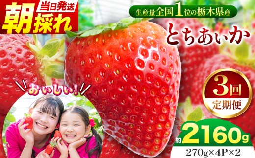【先行予約】【定期３回】那珂川町産とちあいか 270ｇ×4Ｐ×2 |  苺 イチゴ 大粒 甘い 贈答用 数量限定 果物 フルーツデザート 人気 贅沢 たっぷり 大容量 朝採れ当日発送 栃木県 那珂川町 送料無料