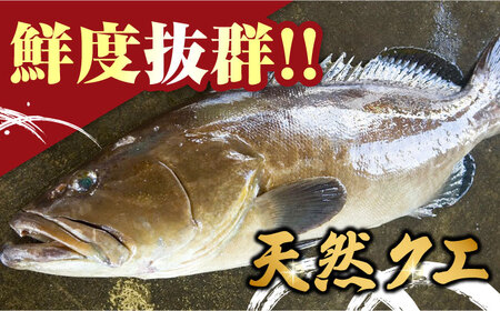 【 対馬産 】 天然 クエ 500g （切り身） 鍋 水炊き [WAB004]天然くえ 高級魚 アラ 下処理 クエ