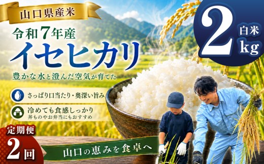【 定期便 】 令和7年産 山口県産米 イセヒカリ 2kg 2回 ｜ 令和7年産 いせひかり 山口県産米 こめ お米 コメ 白米 精米 ごはん ご飯 瀬戸内 山口県 平生町 2kg