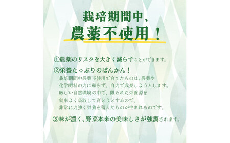 F139【先行予約】ヘルシーぽんかん10kg　柑橘　ジューシー