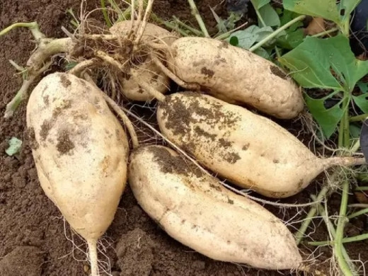 
【希少品種】小林市産さつまいも「霧島むつき」3.5kg
