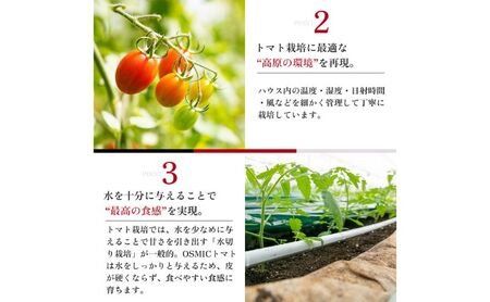 OSMIC FIRST PRINCESS　1箱 【トマト オスミック 千 ブランド 野菜】 国産 付け合わせ サラダ トッピング 糖度11 驚きの甘さ 