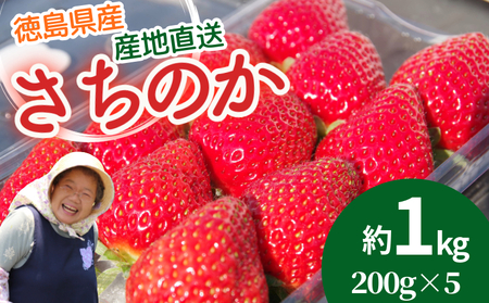 いちご さちのか 約200g × 5パック 約1kg （いちごいちごいちごいちごいちご） 【2026年1月より順次発送】