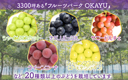 【先行予約】9月特選 ぶどうセットL 1.7kg以上（3～4房）／ 葡萄 クイーンニーナ 品種 おまかせ あわら 農家おすすめ ※2025年9月より順次発送 [aw007-b003]