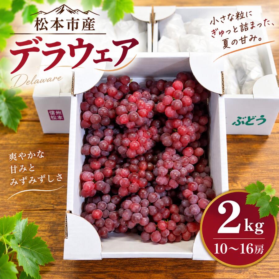 【ふるさと納税】先行受付 ぶどう 2kg 10～16房 デラウェア 松本市産 2027年8月下旬ごろ発送予定 村田農園 | 果物 フルーツ ブドウ 葡萄 甘い 信州産 長野県 松本市 先行予約