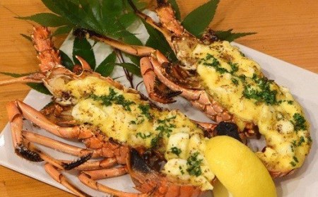 伊勢海老 【 冷凍伊勢海老 】 1.5kg 2～6尾 いせえび 黒潮町 ［1084-2］