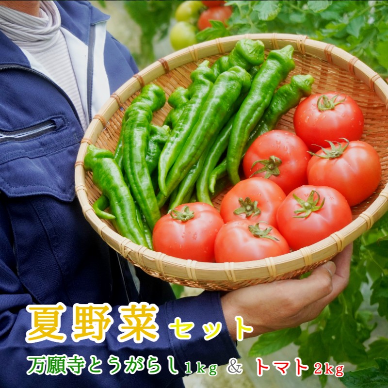 夏野菜セット 辛くない 万願寺とうがらし1kg トマト2kg 化粧箱入 合計3kg 夏野菜 野菜 セット 万願寺とうがらし とまと トマト 万願寺 新鮮 産地直送 農家直送 箱入り 京都 舞鶴 嵯峨根農園