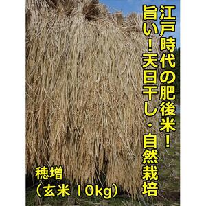 【11月順次発送】江戸時代のお米！ 穂増(玄米) 10kg 令和8年産