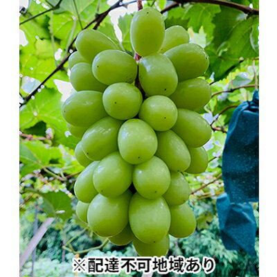 【ふるさと納税】ぶどう 2026年 先行予約 シャイン マスカット 3房 合計2kg以上 ブドウ 葡萄 岡山県産 国産 フルーツ 果物 ギフト 河本農園 果物類 シャインマスカット 種なし 皮ごと 2キロ 　お届け：2026年9月上旬〜2026年9月30日まで