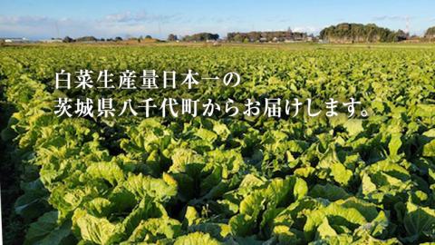 【生産量日本一！】 白菜 茨城県 八千代町産 1箱 4玉 10kg 以上 農家直送 期間限定 ハクサイ 鍋 冬野菜 野菜 やさい 旬 ふるさと納税