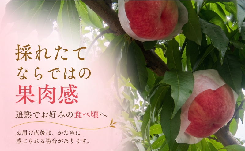 【2027年発送！ 先行予約】 山梨県産 桃 約２㎏（6～8玉） もも モモ momo 山梨 デザート スイーツ peach