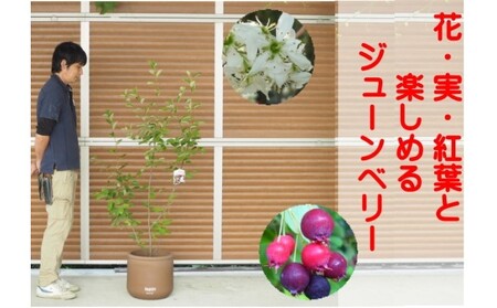 ガーデニング 鉢植え ジューンベリー ガーデニング
