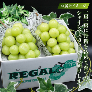 頬張る幸福感 ～緑の宝石・シャインマスカット～1.7kg以上（3～4房）（RG）B16-840 【山梨県 シャインマスカット フルーツ シャインマスカット 大粒 シャインマスカット 旬 フルーツ シャ