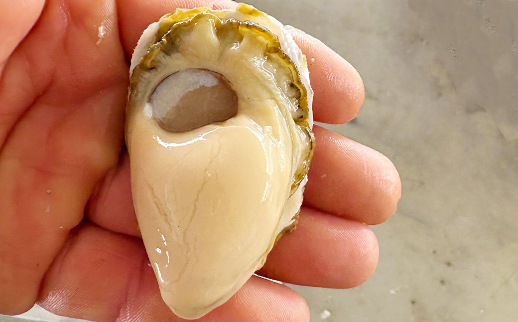 加熱用 殻付き牡蠣 真牡蠣 約1kg