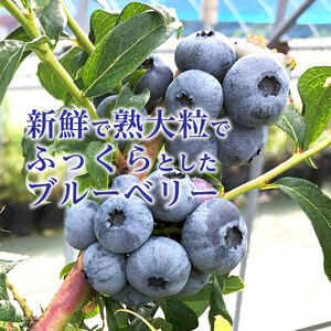 北海道産冷凍ブルーベリー　720g（180g×4袋）　ノーザンハイブッシュ系品種　冷凍　国産　人気　フルーツ　果物　くだもの　スイーツ　加工品　ポリフェノール