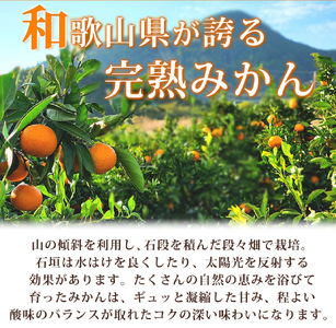 【先行予約】紀州有田産 濃厚完熟 温州みかん 5kg 【家庭用 訳あり】 ※2024年11月下旬頃～2025年1月下旬頃に順次発送予定 / みかん ミカン 蜜柑 温州みかん 柑橘 フルーツ 果物 くだ