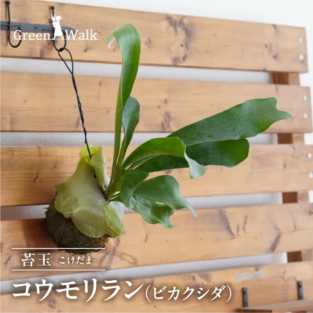 コウモリラン（ビカクシダ） 苔玉 インテリア 緑 グリーン 植物 簡単 初心者 かわいい 自然 おしゃれ 送料無料 Green Walk グリーンウォーク 愛知県 豊橋市