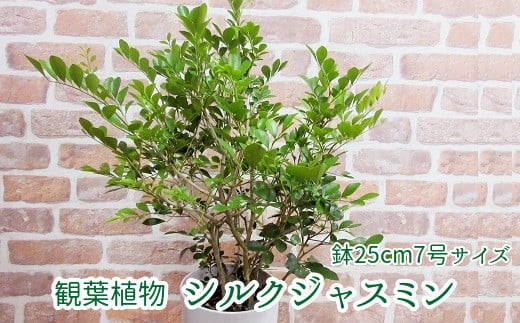 
            066-04 【4月以降(九州地方から)発送】観葉植物 シルクジャスミン1鉢
          