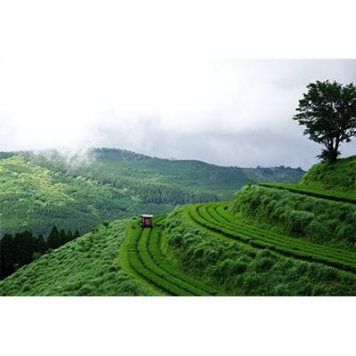 ふるさと納税 日南市 宮崎発!4種のオーガニック茶セット340g |  | 02