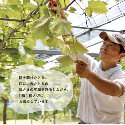 【発送月固定定期便】人気のシャインマスカットと希少品種の梨、フルーツ満足便!(岡山県産)全2回【配送不可地域：離島】