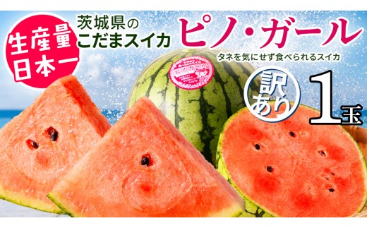 
                  《 2027年 収穫分 》 訳あり タネが気にならない 小玉スイカ ピノ・ガール 1玉 先行予約 国産 KEK 小玉 スイカ すいか 小玉すいか こだますいか ピノガール 国産 西瓜 フルーツ 果物 くだもの 訳アリ 不揃い 農家直送 旬 甘い 人気 産直 昼めし旅 [BC058sa]
                