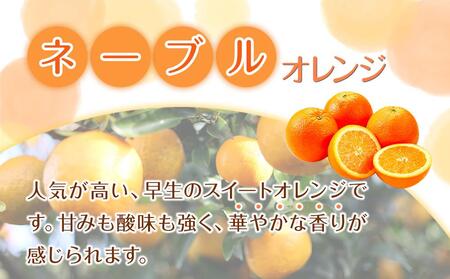 家庭用 森本農園の手選別 ネーブルオレンジ 2kg +200g傷み補償付 和歌山県産 サイズ混合 【北海道・沖縄・離島配送不可】【RN16】