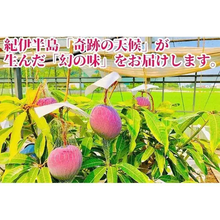 ◆先行予約◆和歌山県産　紀州完熟マンゴー『吉玉』2玉入り［2026年7月下旬から8月下旬頃順次発送予定］［MG19］