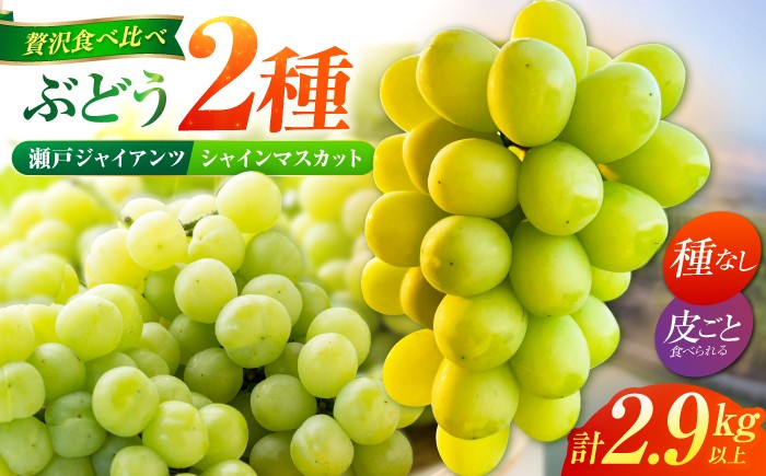 
                  【先行予約】 ぶどう2種詰め合わせ（瀬戸ジャイアンツ・シャインマスカット） 総計2.9kg以上 【小林農園】 / ブドウ ぶどう 果物 種なし [HAX013]
                