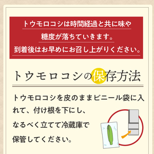 【先行予約】とうもろこし 大和ルージュ10本【数量限定】2026年9月上旬から出荷 離島配送不可  [T0018] 