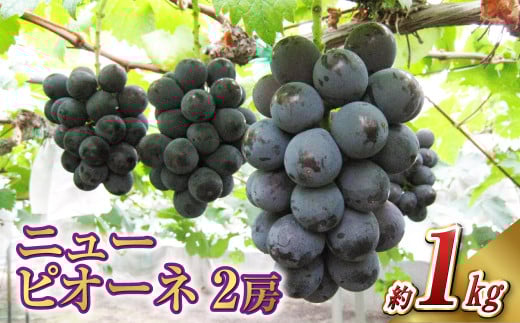 ニュー ピオーネ 2房（1房 500g前後）【2026年7月下旬-9月下旬 発送予定】【産地直送 岡山県産 国産 ニューピオーネ ブドウ 葡萄 ぶどう 果物 ギフト たけまさぶどう園 人気フルーツ 岡山フルーツ おすすめフルーツ 岡山県 倉敷市 おすすめ 人気】