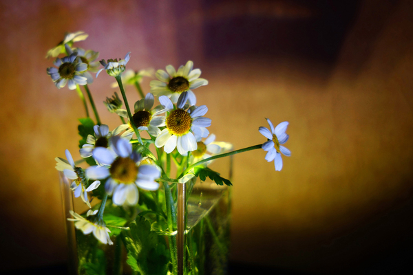 デジタル一眼カメラα[Eマウント]用レンズ　E 20mm F2.8 | ソニー カメラ レンズ 一眼