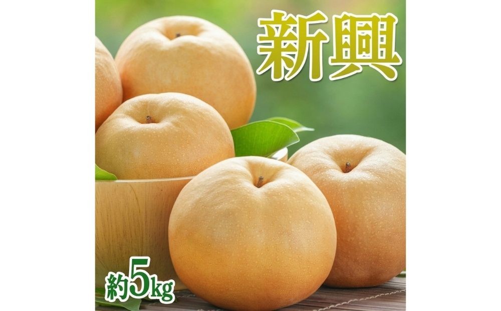 
                  茨城県産【新興梨】約5kg【土浦市産】 ※2026年10月～発送
                