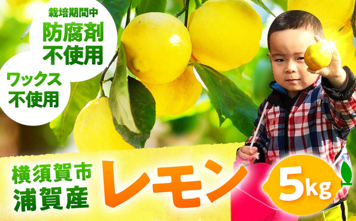 【先行予約】【数量限定20セット】浦賀産 黄色レモン 5kg【ファーマシーガーデン浦賀】 [AKBG002]