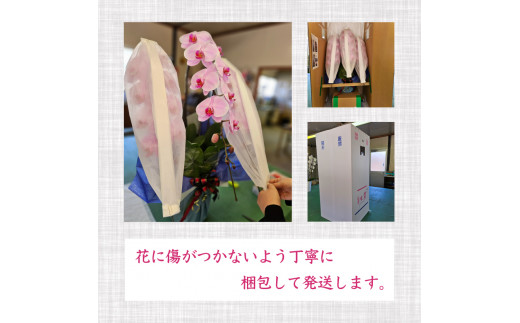 胡蝶蘭 5本立て ピンク スタンダード お祝い 須崎洋蘭園 SY004_x ピンク 5本立て
