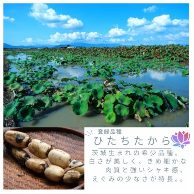 【茨城県産】掘りたて肉厚れんこん 計4kg【配送不可地域：離島・沖縄県】