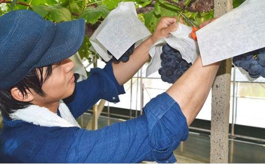 ぶどう 2024年農家こだわりのシャインマスカット 2房 合計約1.0kg 贈答クラス ブドウ 葡萄  岡山市産 国産 フルーツ 果物 ギフト 【 Nini farm 農家 直送 】